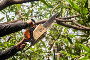 tree trimming